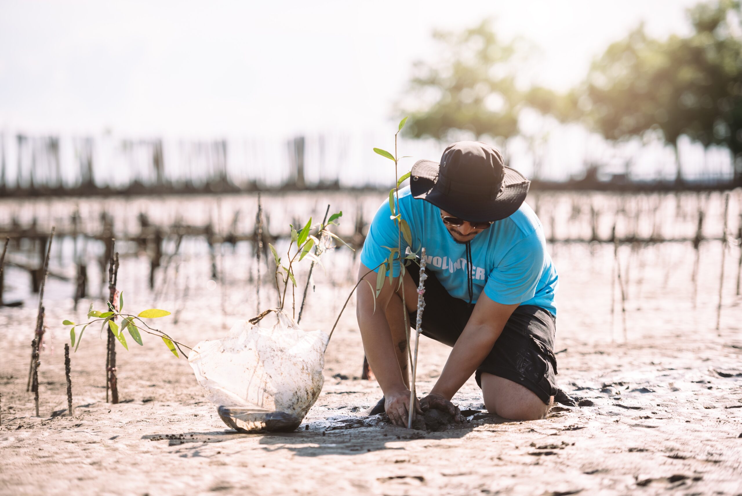 Asian,Man,In,Blue,T-shirt,Planting,Mangrove,Seedlings,Into,Mud